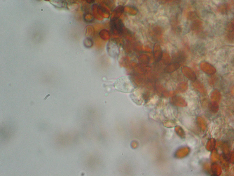 Val Cama - Canton Ticino (Svizzera)